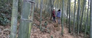 The Fine Yoga Center in Hubei Province is located in the middle of a beautiful bamboo forest.