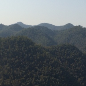 The bamboo covered mountains went on forever.