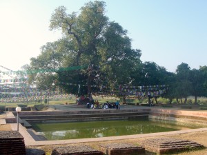 Bodhi Tree in Lumbini