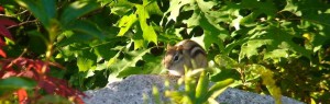 Chipmunk who made offerings and prostrated to Zhaxi Zhuoma Rinpoche at the New England Peace Pagoda