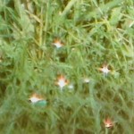 Detail of the "Rainbow Jewels" on the Auspicious Grass of the Four Jewels